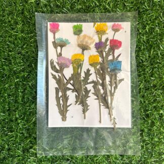 Pressed Mums/Chrysanthemums