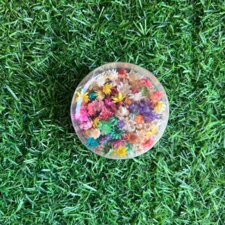 140 pc Small Box - Star Daisy/Himalayan Daisy