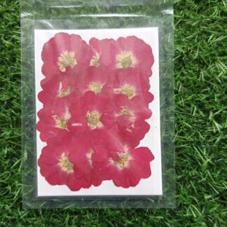 Pressed Roses 12 in 1
