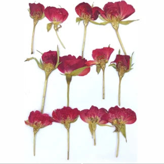 Red Rose Buds
