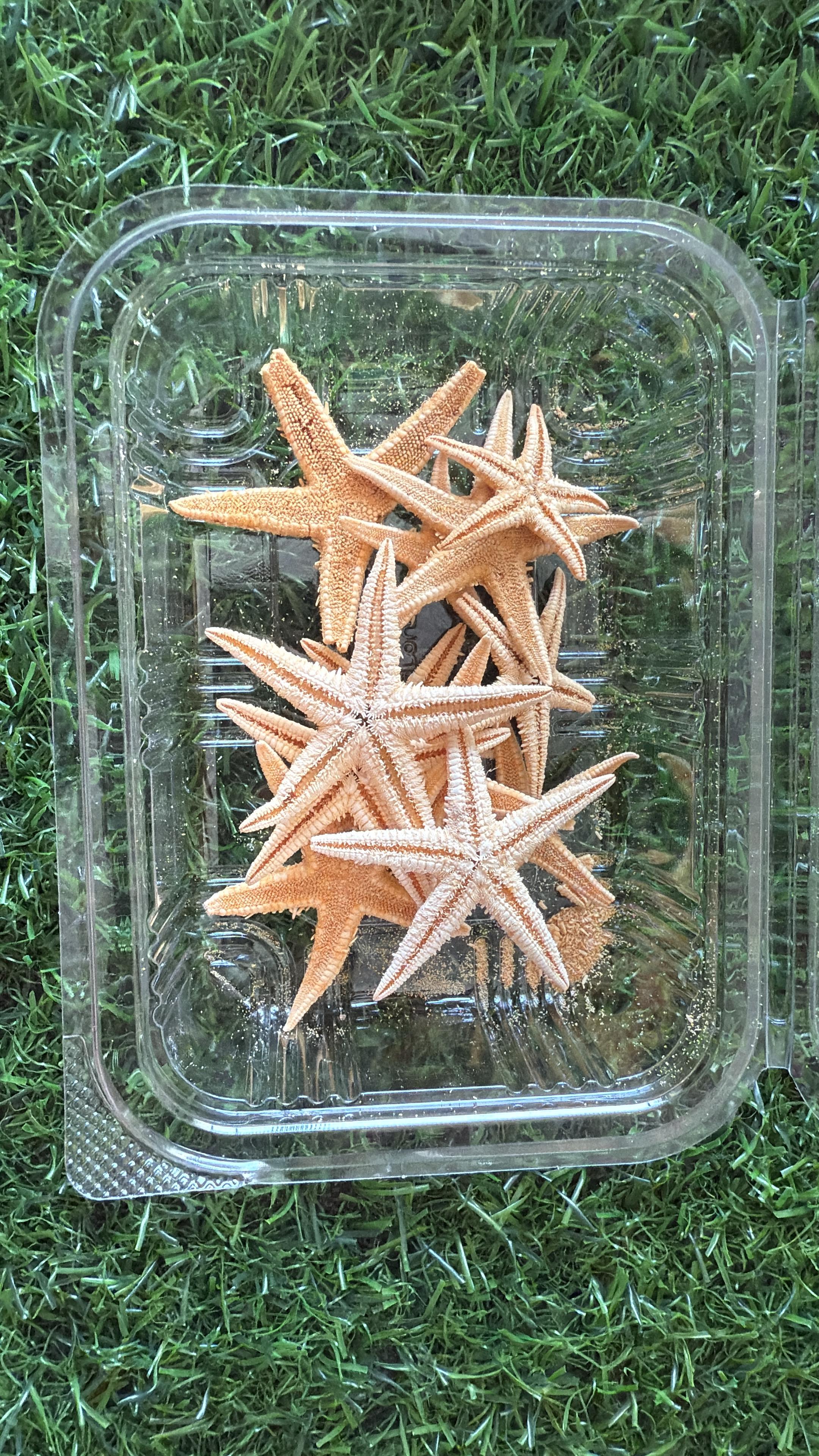 Starfish miniatures