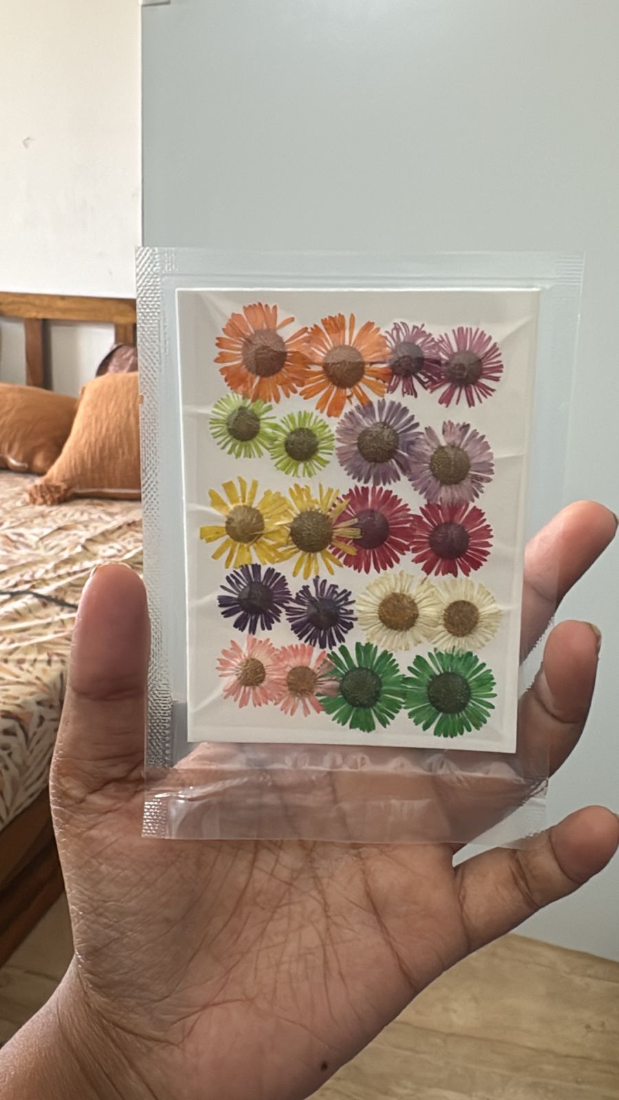 Multicolour asters