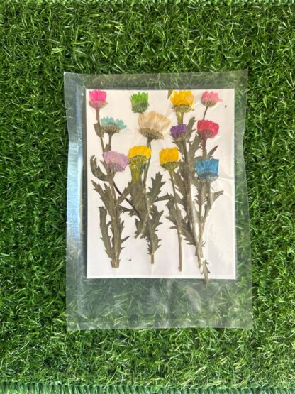 Pressed Mums/Chyrsanthamums