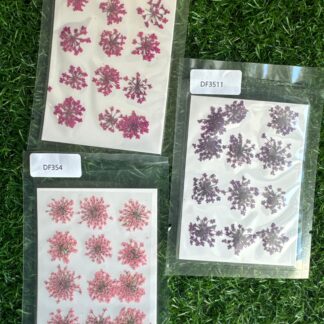 Anne's lace