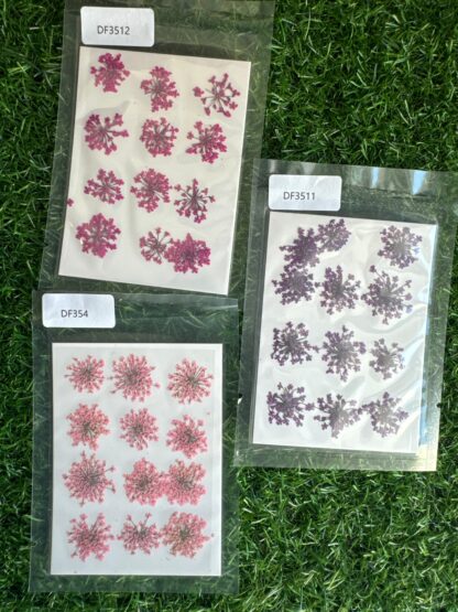 Anne's lace