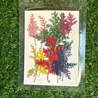Mix Ferns/Leaves