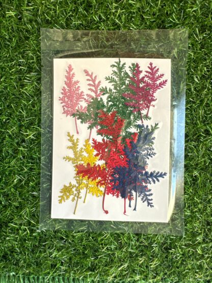 Mix Ferns/Leaves