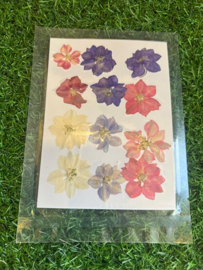 Pressed Larkspur Multi Colored