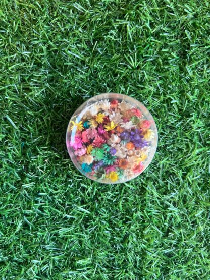 140 pc Small Box - Star Daisy/Himalayan Daisy