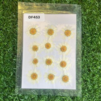 Daisy