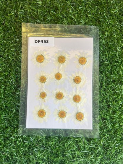 Daisy
