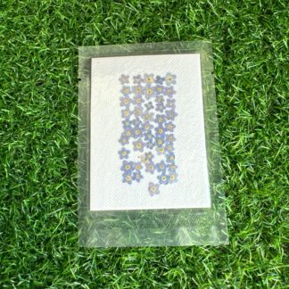 Blue Forget-me-not Pressed Dry Flowers 50pc
