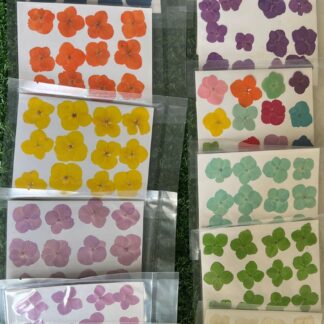 Pressed Hydrangea Flowers