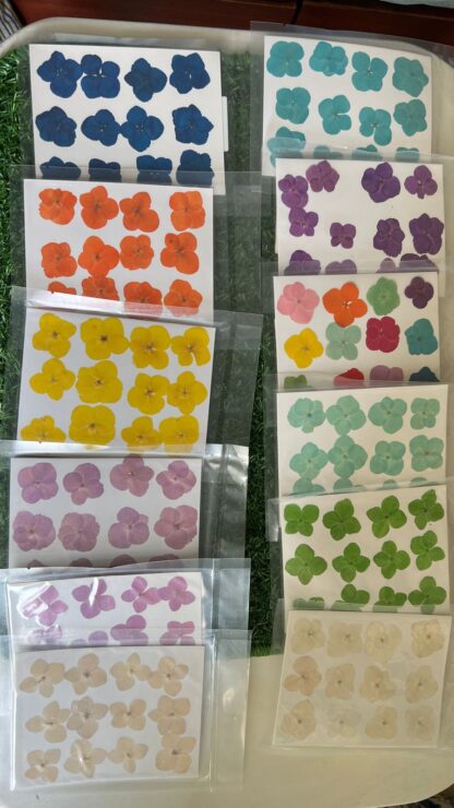 Pressed Hydrangea Flowers