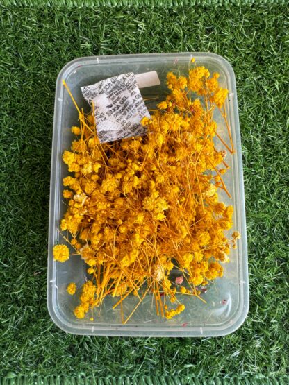 Dried Gypsy/ Baby's breath - Image 2