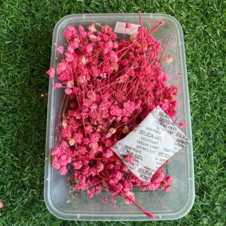 Dried Gypsy/ Baby's breath