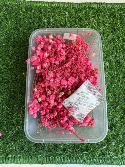 Dried Gypsy/ Baby's breath