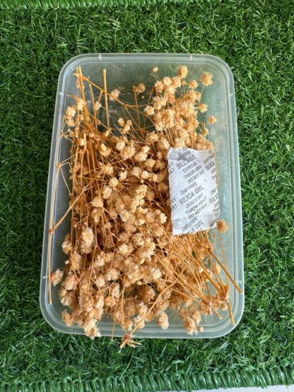 Dried Gypsy/ Baby's breath - Image 3