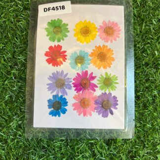 Mixed Pressed Daisy Flowers