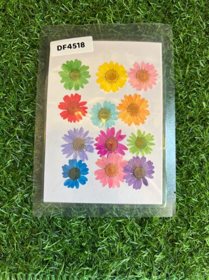 Mixed Pressed Daisy Flowers