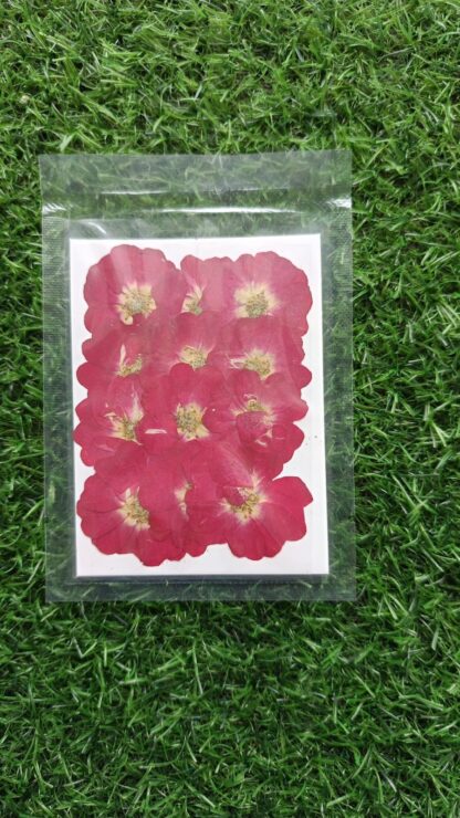 Pressed roses 12 in 1