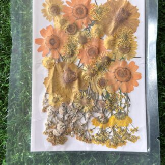 Pressed Flowers (001)