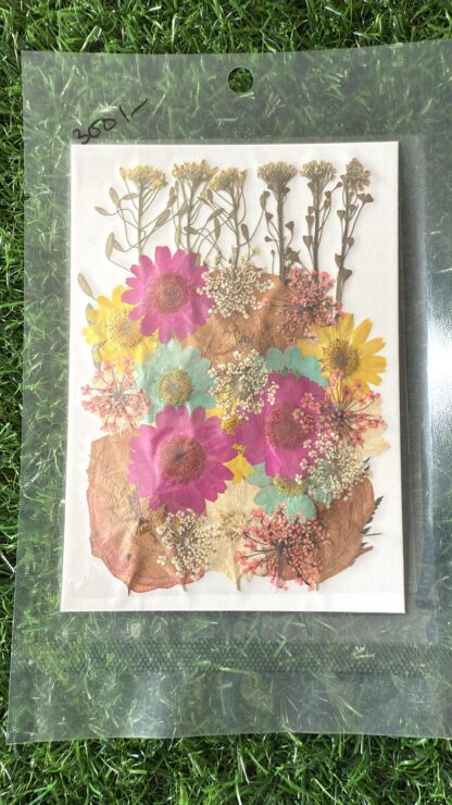 Pressed Flowers (003)