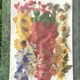 Pressed Flowers (005)